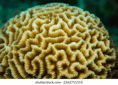 Brain coral close up Mauritius, Indian ocean	 - Shutterstock ID 2262711515