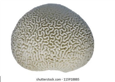 Brain coral close-up, isolated over white