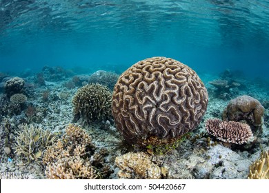 A brain coral colony grows in the shallows of Raja Ampat, Indonesia. This remote region is known for its extraordinary marine biodiversity and is a popular destination for divers and snorkelers.