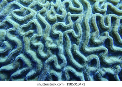 Brain coral found in shallow reefs is a common name of various corals in the families Mussidae and Merulinidae, called due to their spheroid shape and grooved surface which resembles a brain.