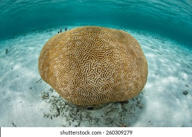 A brain coral grows in extremely shallow water in the Caribbean Sea. This type of coral grows extremely slow and is limited in height by tides and sea level.