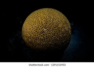 A brain coral grows on a reef in Turneffe Atoll, Belize. This type of coral is common throughout the Caribbean Sea.