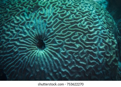 Brain coral head on the reef in Bonaire