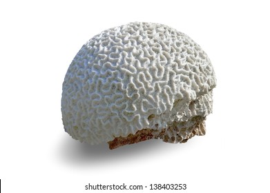 Brain coral isolated on a white background