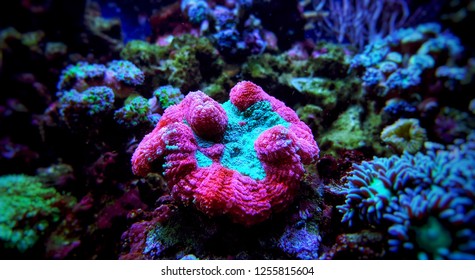 Brain Coral, Lobophyllia(Lobophyllia hemprichii)