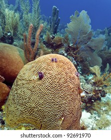 Brain coral on Caribbean reef in Honduras