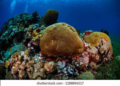 Brain coral on a patch reef in St. Lucia