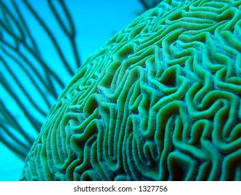 Brain coral photographed underwater off Grand Bahama Island.