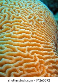 Brain Coral - Platygyra daedalea