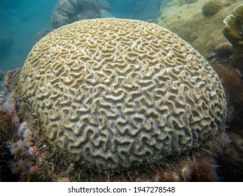 Brain Coral In Reefs Of Tayrona National Natural Park