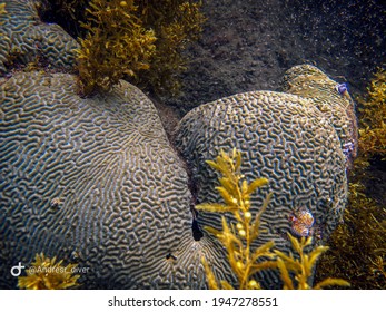 Brain Coral In Reefs Of Tayrona National Natural Park