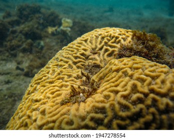 Brain Coral In Reefs Of Tayrona National Natural Park