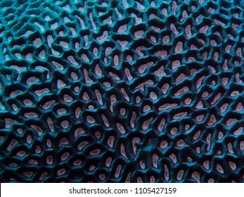 Brain coral showing some blue fluorescence lit with Ultra Violet light and daylight. Providing colour, shapes and patterns