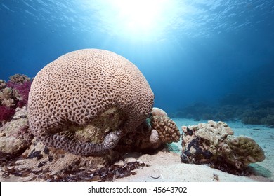 Brain coral taken in the Red Sea