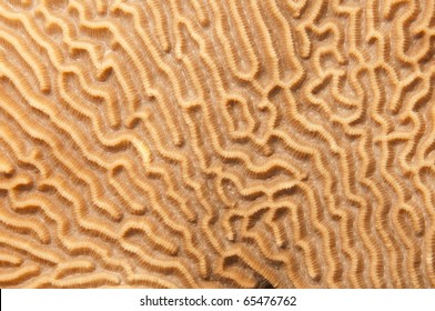 Brain coral texture