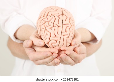 Brain Model in child and parent's hands - Shutterstock ID 261472181