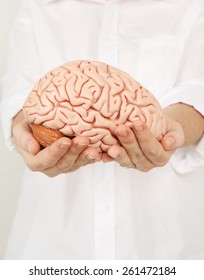Brain Model in hands - Shutterstock ID 261472184