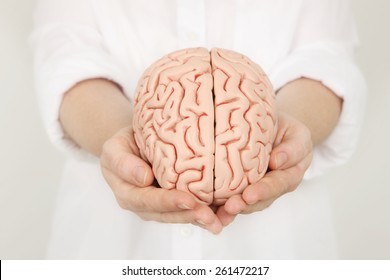 Brain Model in hands - Shutterstock ID 261472217