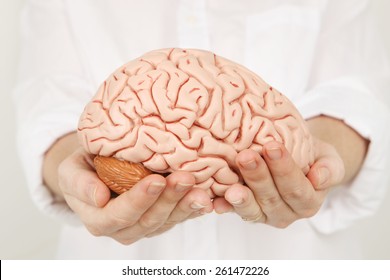 Brain Model in hands
