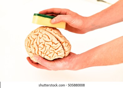 Brain model in hands by washing with sponge