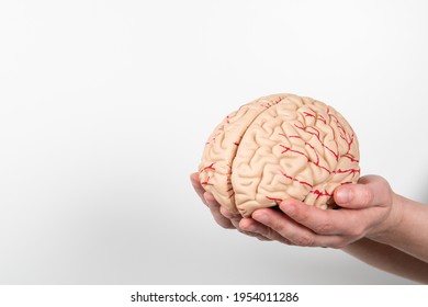 Brain model in a woman's hands on a white background. Copy space. - Shutterstock ID 1954011286