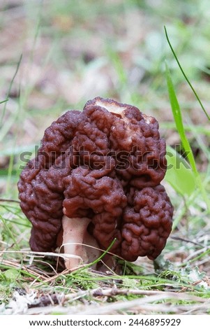 the brain mushroom is delicious when properly processed, but otherwise it is poisonous