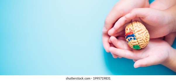 Brain Nervous System.DNA smart brain genius kid child.Family hands holding protect brain. Science, medical health.children study and learning.Thinking process and Psychology.innovation, nutrition. - Shutterstock ID 1995719831