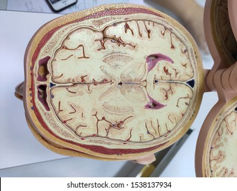 brain sample in anatomy laboratory.