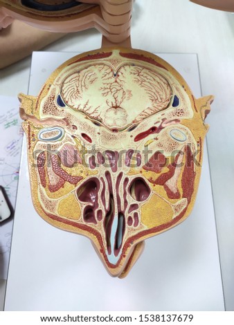 brain sample in anatomy laboratory.