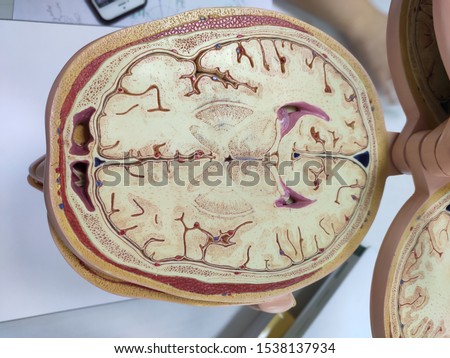 brain sample in anatomy laboratory.