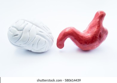 Brain and stomach. Anatomical models of human brain and stomach are on white background. Photo visualizing relationship of nervous and digestive system, gut-brain connection or axis, brain in belly
