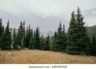 Brainard Lake Recreation Area moody background displaying dry fall orange grass area, snowy jagged mountain range, and tall lush green evergreen trees  - Powered by Shutterstock