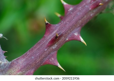 Bramble With Long, Sharp Spikes