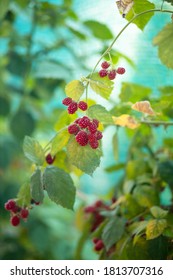 710 Bramble frame Images, Stock Photos & Vectors | Shutterstock