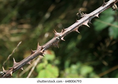 Bramble Thorns