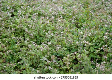 488 Bramble weed Images, Stock Photos & Vectors | Shutterstock