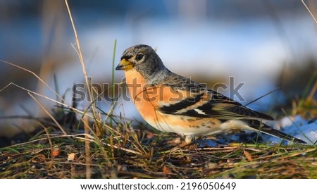 Brambling (Fringilla montifringilla) is a small passerine bird in the finch family Fringillidae. It has also been called the cock o' the north and the mountain finch.