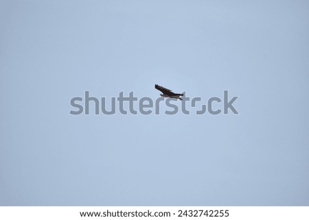 Braminy Kite Eagle bird in the flight mode