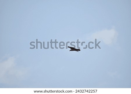 Braminy Kite Eagle bird in the flight mode