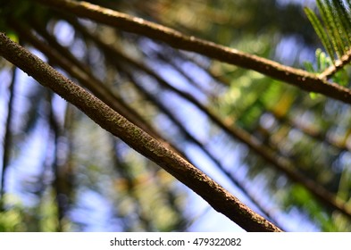Branch