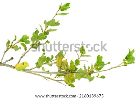 Branch with acorns of Holm oak  or Holly oak tree isolated on a white background