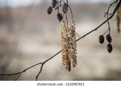 branch of alder, catkins and cones and cones. Branch of Alnus glutinosa, common alder, black alder in spring