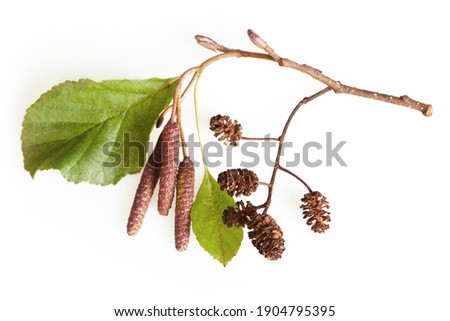 A branch of alder leaves, catkins and cones and  green cones. Branch of Alnus glutinosa, the common alder, black alder in spring.