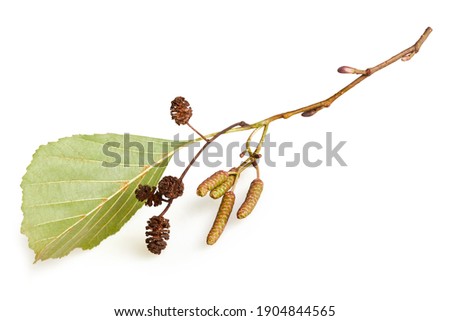 A branch of alder leaves, catkins and cones and green cones isolated on a white background with clipping path which does not include shadow. Branch of Alnus glutinosa, the common alder, black alder
