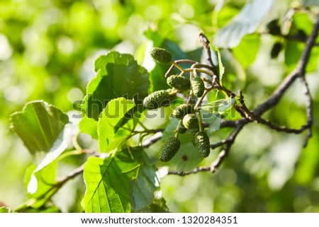 A branch of alder leaves and  green cones. Branch of Alnus glutinosa, the common alder, black alder in spring.
