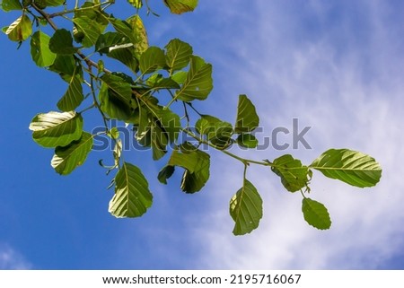 A branch of alder leaves and green cones. Branch of Alnus glutinosa, the common alder, black alder in spring.