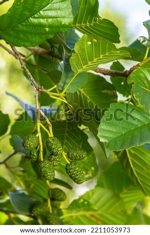 A branch of alder leaves and green cones. Branch of Alnus glutinosa, the common alder, black alder in spring.