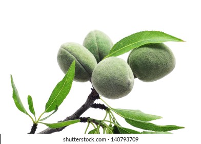 a branch of almond tree with some green almonds on a white background