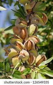 branch of almonds
