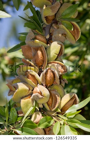 Similar – Image, Stock Photo almond tree branch closeup in bloom. Spring background. Pink blossoms of cherry or peach trees in orchard garden. Agriculture industry.